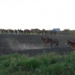 Delivery is available on all our mules, nation wide.  Check out our schedualed trips