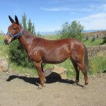 Shirley – 12 year old molly mule, smooth gaited traveling gal