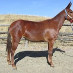 Ruby – 7 year old quarter type, riding or packing mule