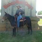 Holly – 12 yr old, 15 hand world champion gaited saddle mule for sale!