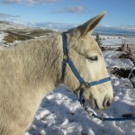 Jimmy – 14 year old grey john riding mule, perfect for young, old or beginner riders.