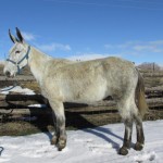 Bell – 8 year old, 15.2 hands, Grey molly that rides well