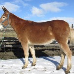Sally B – 12 year old, 15 hand molly.  Rides and packs