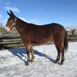Dually – 8 year old 14.2 hand brown john mule, rides and packs