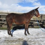 Isacc – 8 year old, 14.2 hand bay john mule,  rides and drives