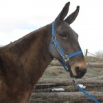Spike – 11 year old john mule, 15 hand stout saddle mule