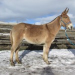 Sunny – 8 year old molly, 15 hand line back dun riding mule