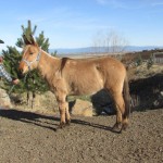Brody – 5 year old quarter type, 14.2 hand john mule.  Green broke