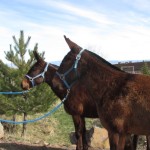 Peg & Nicki – 9 year old bay mollies 15 hand broke team of mules for driving