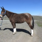 Miss Lindy – 7 year old molly, 16 hand stocking legged riding mule