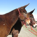 Kit & Kate – 8-9 year old molly mules, 15 hand broke team for driving