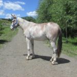 Snoopy – 6 year old john, 15.1 hand loud colored paint mule.  Really broke to ride.