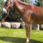 Jiggs – 15.2 hand,  9 year old, quarter type sorrel,  amazing john mule that rides