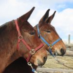 Sue & Sis – 8 & 7 year old, Bay quarter type 14 hand team of molly mules.
