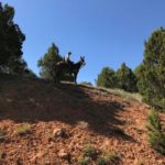 Coyote Mule has mules for sale in Utah!  Meet Will Macfarlane and see what he has for sale!
