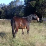 Happy – 8 year old Bay quarter type john mule.  Nice riding saddle mule