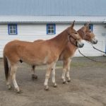 Moon and May 5 & 6 year old matching small Belguim type mules.  GREEN