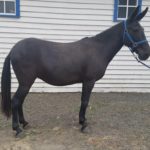 Lil – 7 year old black molly 14.3 hands.  Steady pack mule  $2800!!