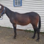 Lulu – 10 year old brown molly, 14.3 hand riding molly SUMMER Special  $3800