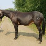 Lexi – 10 year old 14.3 hand molly.  Rides and Packs with class of a Lexus!